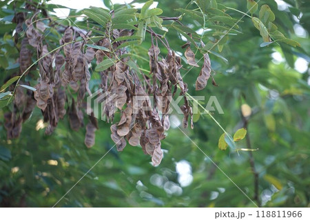 ニセアカシア・2024年9月　 118811966