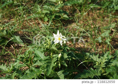 ワルナスビの花 ワルナスビの花 118812050