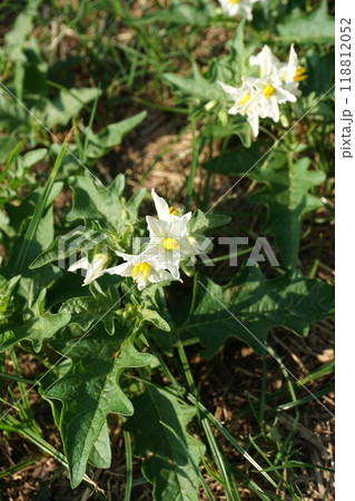 ワルナスビの花 ワルナスビの花 118812052