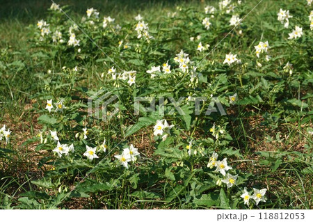 ワルナスビの花 ワルナスビの花 118812053