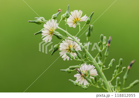 アキノノゲシ03 118812055