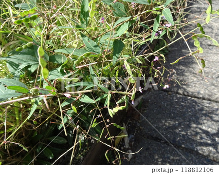 アレチヌスビトハギの仲間 118812106