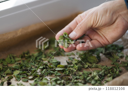 Male hand checking dryed mint leafs. Natural drying at home. Mint on wax paper  Male hand checking dryed mint leafs. Natural drying at home. Mint on wax paper  118812108