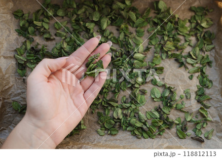 Top view of female hand hold selected mint leaf for natural drying at home Top view of female hand hold selected mint leaf for natural drying at home 118812113