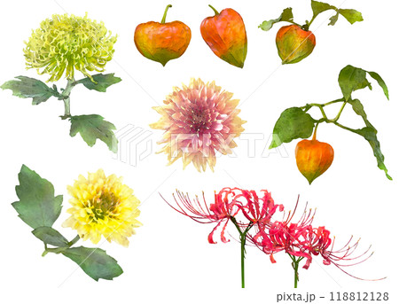 秋の花ー菊と酸漿のイラスト素材セット 秋の花ー菊と酸漿のイラスト素材セット 118812128