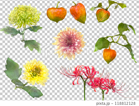 秋の花ー菊と酸漿のイラスト素材セット 秋の花ー菊と酸漿のイラスト素材セット 118812128