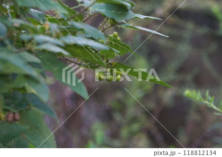 ワルナスビの実 ワルナスビの実 118812134