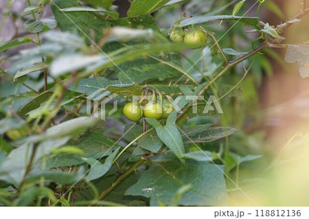 ワルナスビの実 118812136