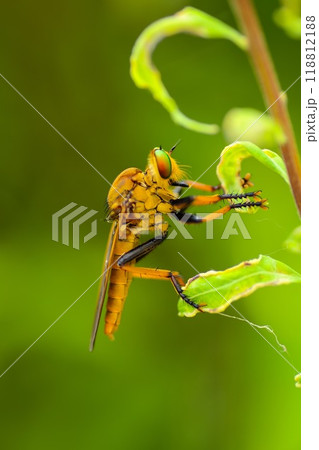 アオメアブ アオメアブ 118812188