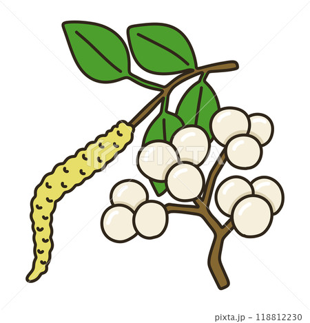 ナンキンハゼのイラスト素材 [118812230] - PIXTA