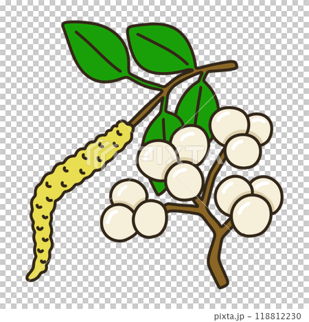 ナンキンハゼのイラスト素材 [118812230] - PIXTA