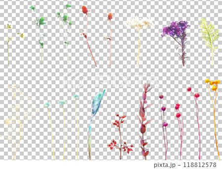 ドライフラワーのイラスト素材セット4（枝物） 118812578