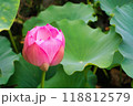 開花した蓮の花 118812579