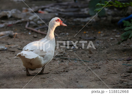 The white Muscovy Duck is stay in nature garden 118812668