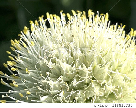 ネギの花アップ ネギの花アップ 118812730