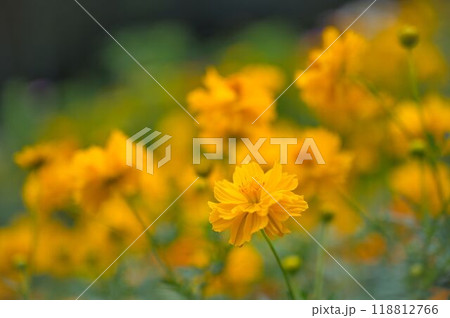 可憐なキバナコスモス 118812766
