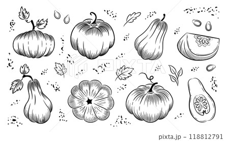 Pumpkin outline set on white background. Pumpkins of various shapes. Hand-drawn sketch. Vector illustration clipart. Pumpkin outline set on white background. Pumpkins of various shapes. Hand-drawn sketch. Vector illustration clipart. 118812791