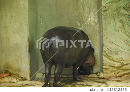 上野動物園 コビトカバの後ろ姿 上野動物園 コビトカバの後ろ姿 118812826
