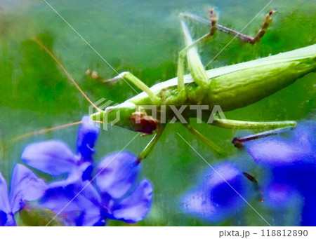 　散歩中に草原で出会ったキリギリスの仲間。 118812890