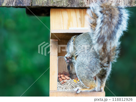 Portrait of a grey squirrel eating nuts and seeds on a squirrel feeder 118812926