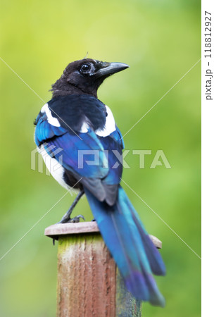 Portrait of a young Eurasian magpie perched on a wooden post against green background 118812927