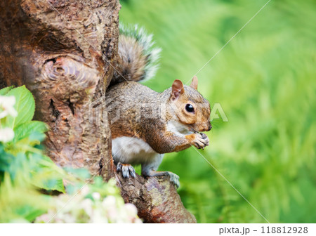 Portrait of a grey squirrel eating nut on a tree 118812928