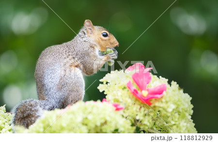 Portrait of a grey squirrel eating green hazelnut among colourful flowers Portrait of a grey squirrel eating green hazelnut among colourful flowers 118812929