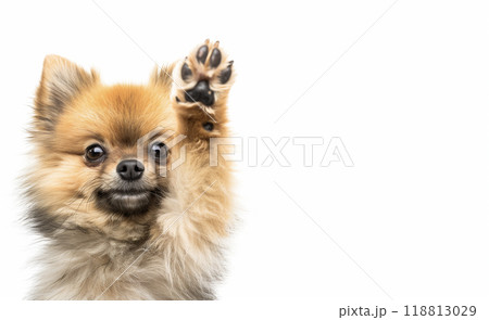 まっすぐ手をあげていてるポメラニアン 118813029