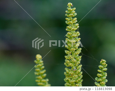 キク科大ブタクサの花 118813098