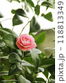 凛とした乙女椿 118813349