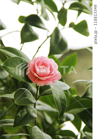 凛とした乙女椿 凛とした乙女椿 118813349