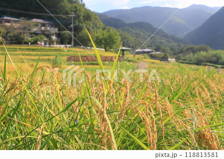 実った稲穂　豊作の田んぼ　稲作　稲穂 118813581