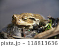 ヒキガエル 118813636