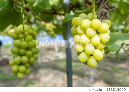 完熟したシャインマスカット　ぶどう狩り　宮城県仙台市 118813660