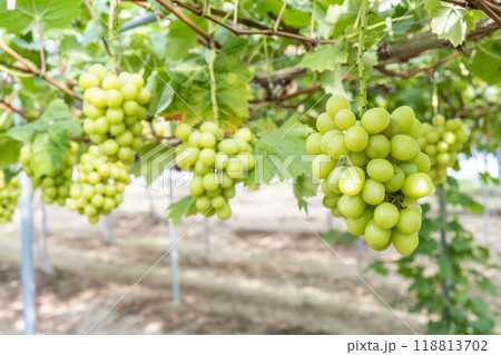 完熟したシャインマスカット　ぶどう狩り　宮城県仙台市 118813702