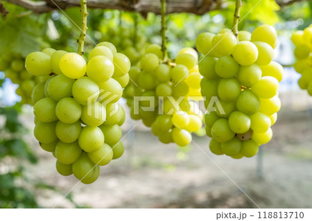 完熟したシャインマスカット ぶどう狩り 宮城県仙台市 完熟したシャインマスカット ぶどう狩り 宮城県仙台市 118813710