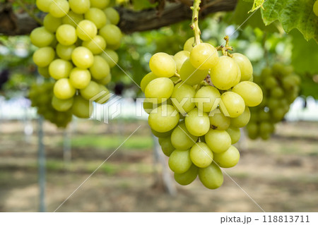 完熟したシャインマスカット　ぶどう狩り　宮城県仙台市 118813711