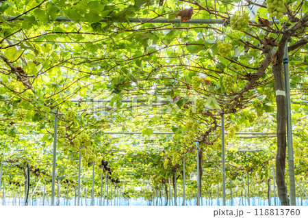 完熟したシャインマスカット　ぶどう狩り　宮城県仙台市 118813760