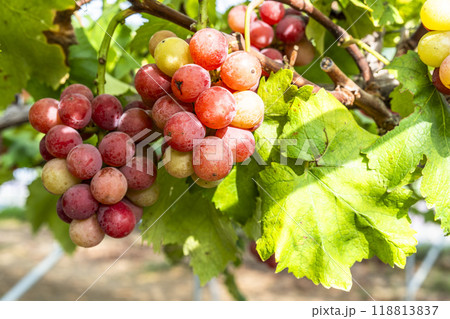 クイーンニーナのぶどう狩り　宮城県仙台市 118813837