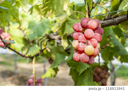 クイーンニーナのぶどう狩り　宮城県仙台市 118813841