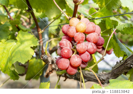 クイーンニーナのぶどう狩り　宮城県仙台市 118813842