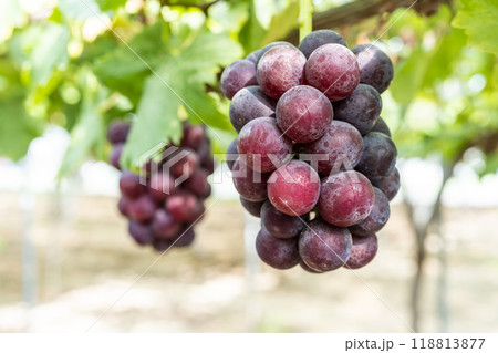ピオーネのぶどう狩り　宮城県仙台市 118813877