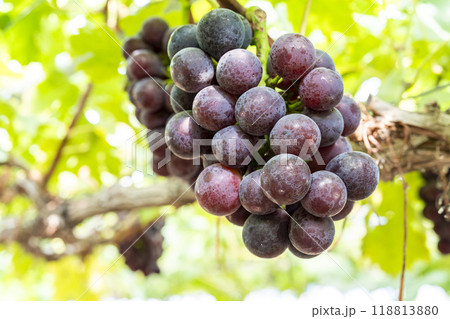ピオーネのぶどう狩り　宮城県仙台市 118813880