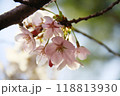 桜咲く 118813930