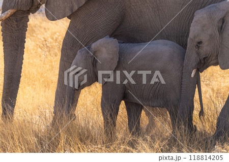 Detail of a baby elephant in Etosha 118814205