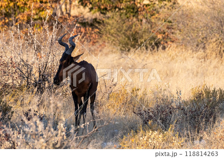 Red Hartebeest in Etosha Red Hartebeest in Etosha 118814263