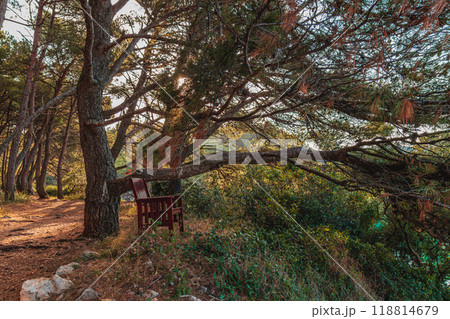 Krk A relaxing chair under a large pine tree on the shores of the Adriatic Sea 118814679