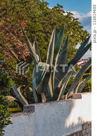 Krk Croatia 27..06.24A huge aloe-like cactus grows near the road 118814688