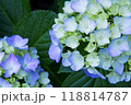 紫のキレイな紫陽花 118814787