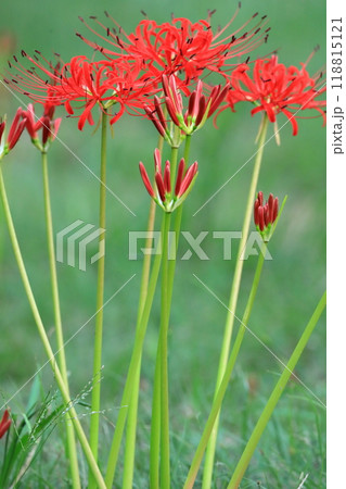 彼岸花 彼岸花 118815121